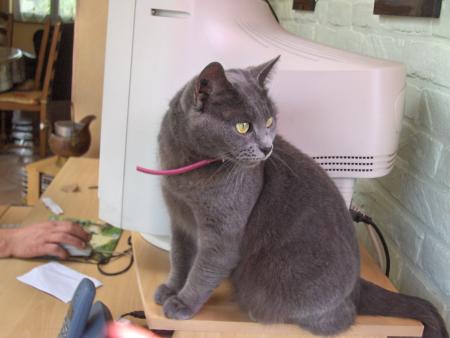 mon chat